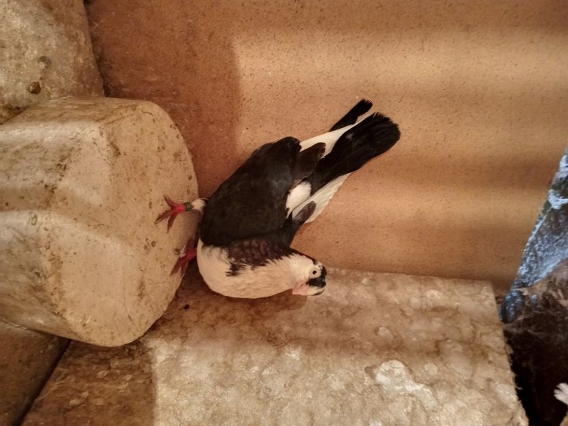  - jucatori si cazatori