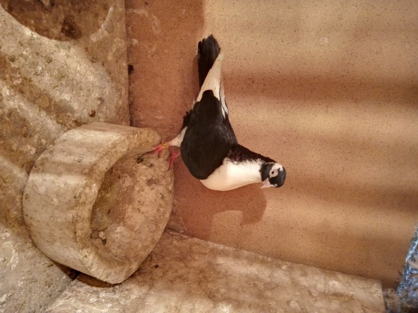  - jucatori si cazatori