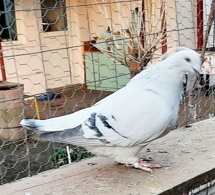  - Păsările mele