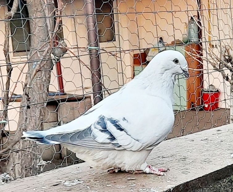 - Păsările mele