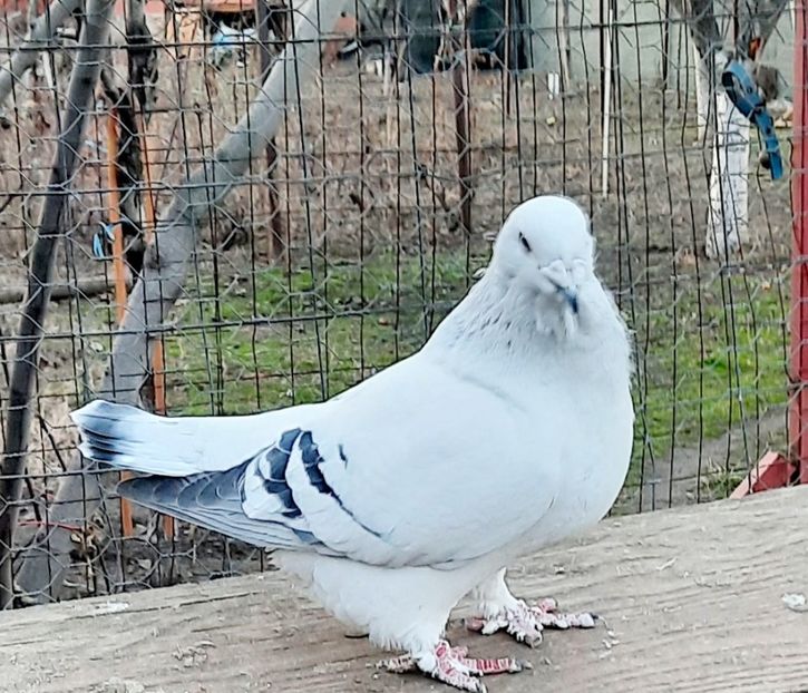  - Păsările mele
