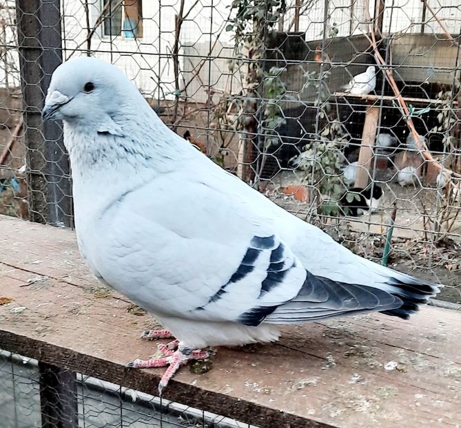  - Păsările mele