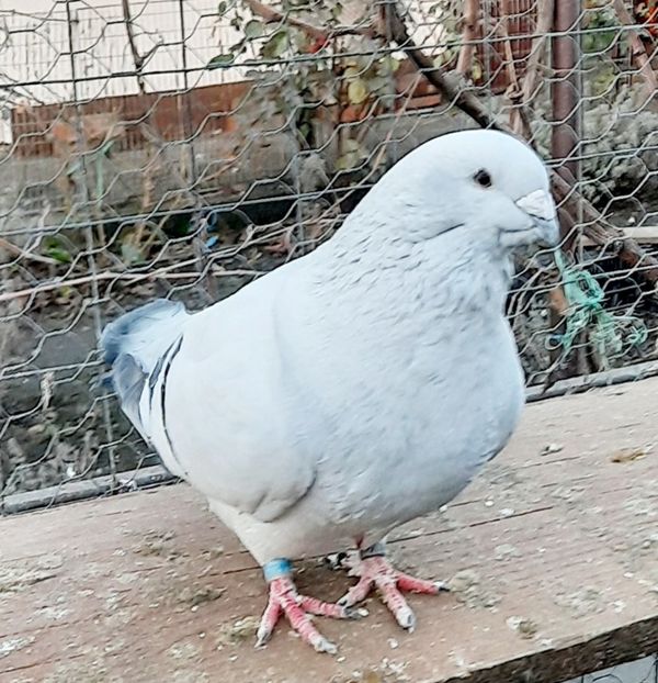  - Păsările mele