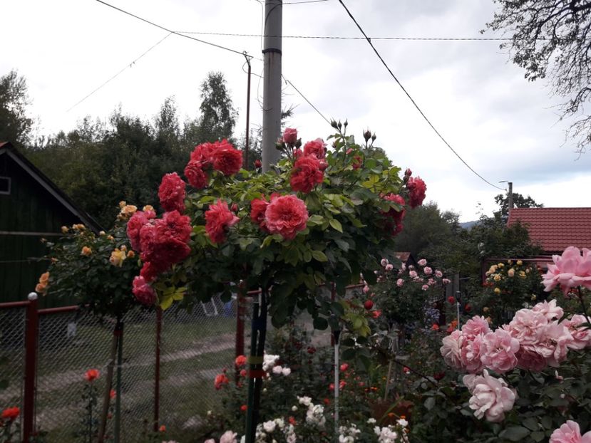  - TRANDAFIRI POMISORI - 2021 -