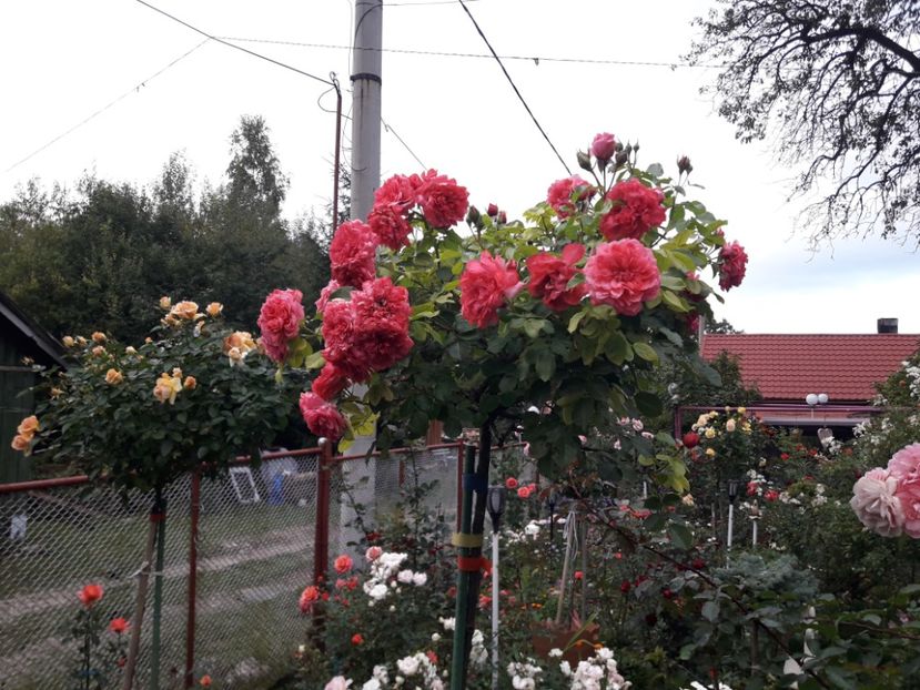  - TRANDAFIRI POMISORI - 2021 -