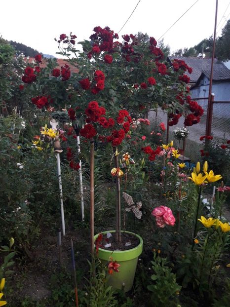 MINI SCARLET - TRANDAFIRI POMISORI - 2021 -