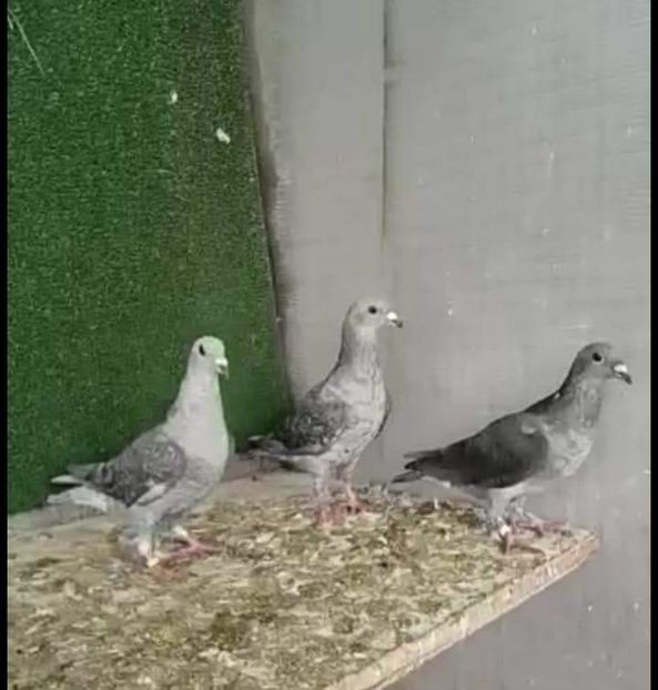  - Nu îmi aparțin 3
