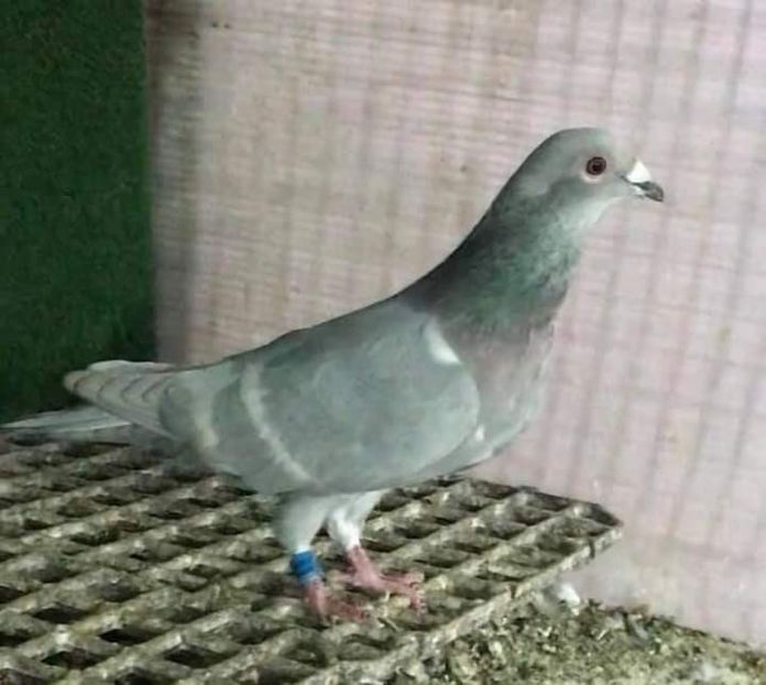  - Nu îmi aparțin 3