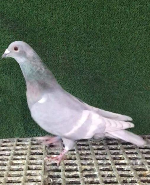  - Nu îmi aparțin 3