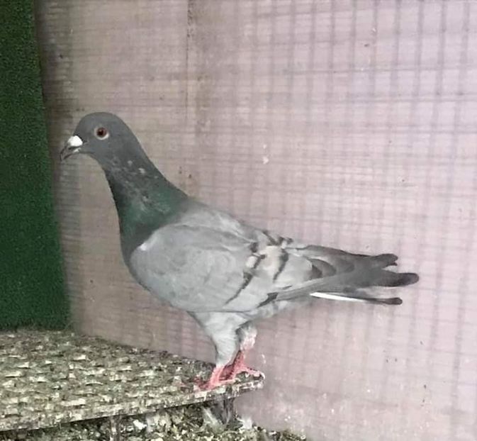  - Nu îmi aparțin 3