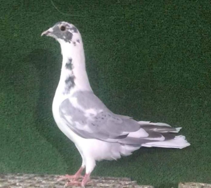  - Nu îmi aparțin 3