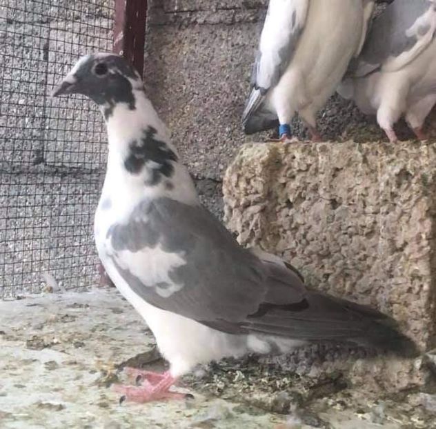  - Nu îmi aparțin 3