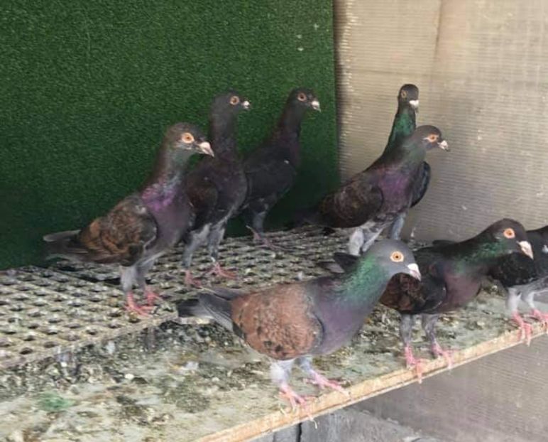  - Nu îmi aparțin 3