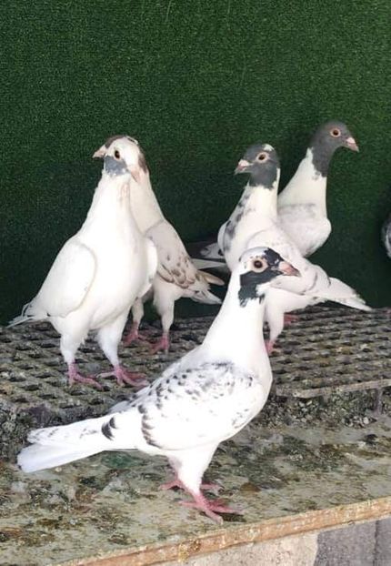  - Nu îmi aparțin 3