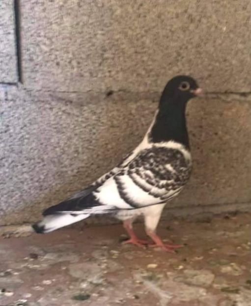  - Nu îmi aparțin 3