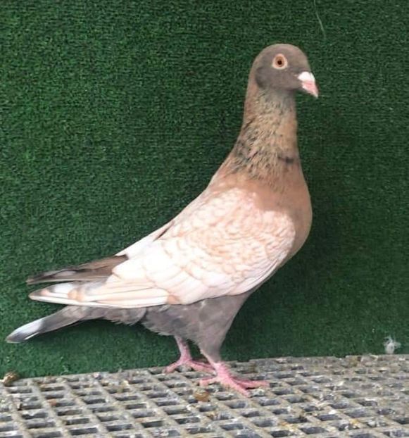  - Nu îmi aparțin 3