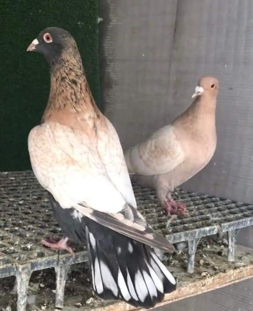  - Nu îmi aparțin 3