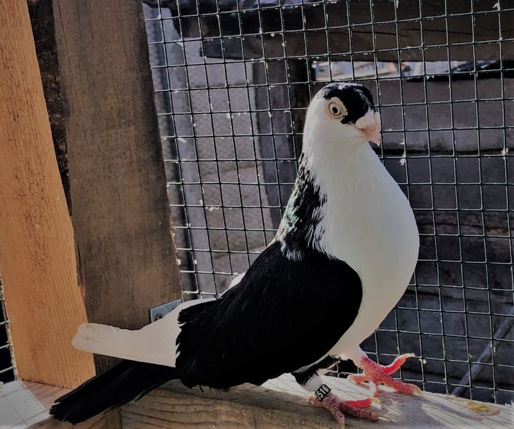 mascul  2016 - B - perechi 2022