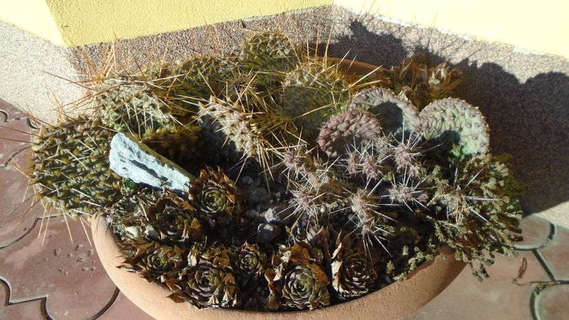 5 ian. 2022 - 15C - Cactusi 2021 bis