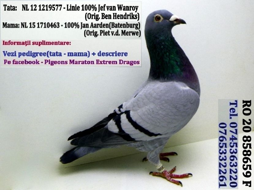 RO 20 858659 F Pret fix 150 Lei + transportul - PENTRU POSTAT SI REPOSTAT