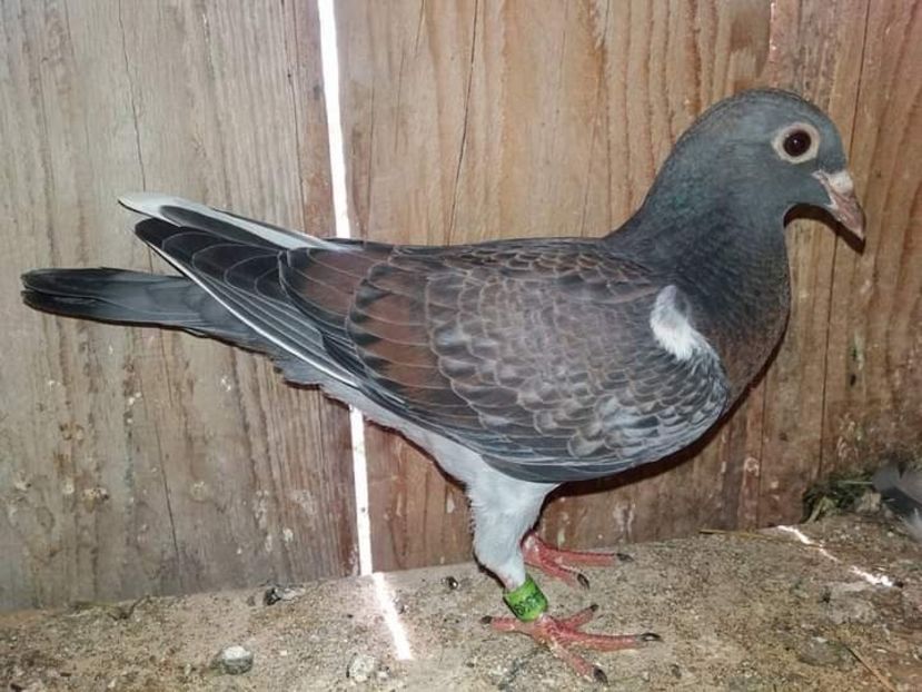  - Nu îmi aparțin 3