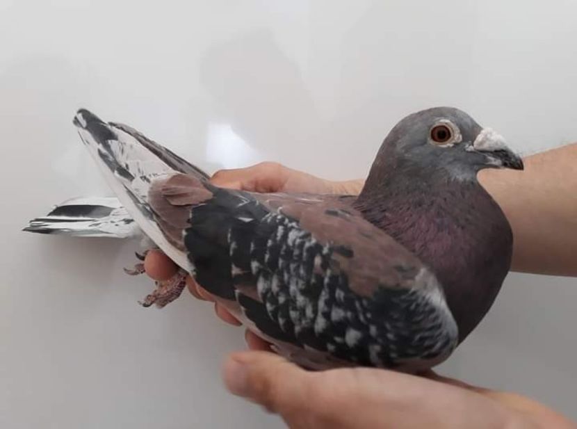  - Nu îmi aparțin 3