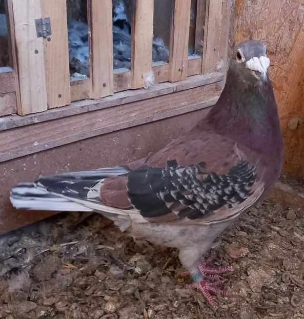  - Nu îmi aparțin 3