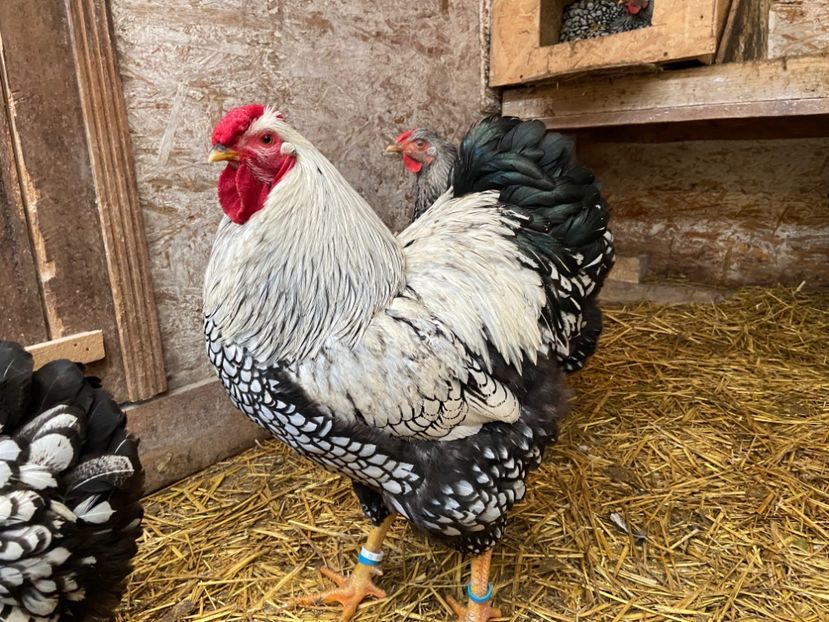  - Wyandotte argintiu 2022