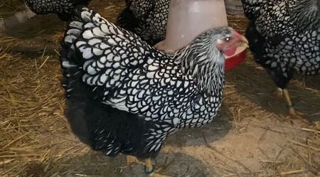  - Wyandotte argintiu 2022