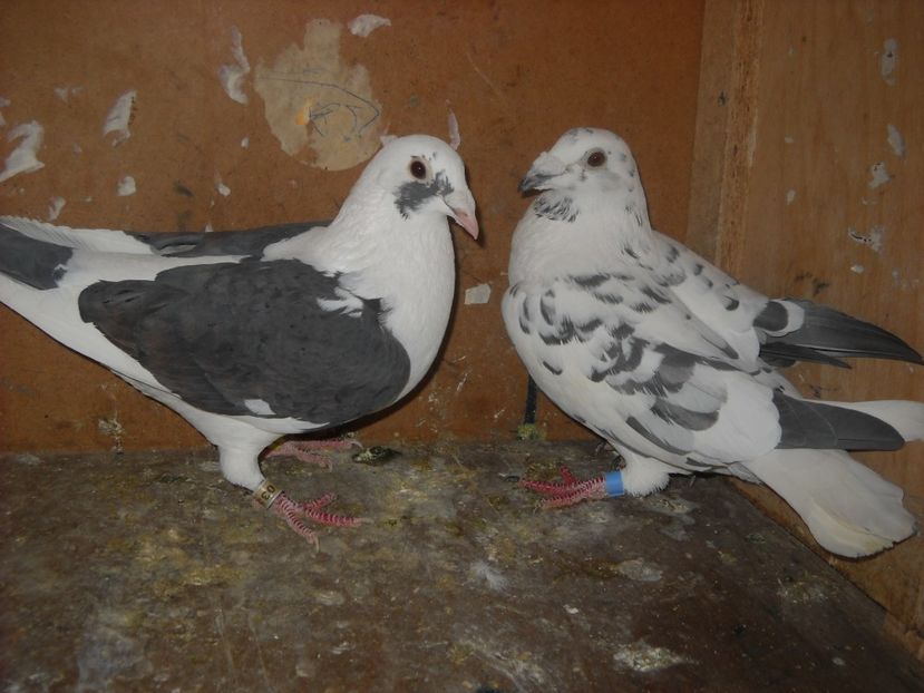  - UNDEVA IN SUCEAVA arhiva