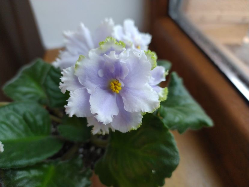 6 ianuarie 2022 - Irish laughter