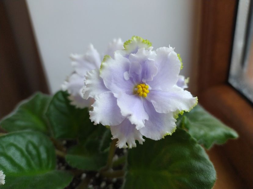 6 ianuarie 2022 - Irish laughter