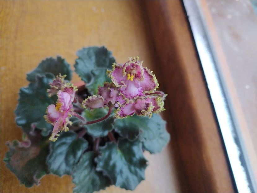 6 ianuarie 2022 - ZZZ_Raspberry Crisp standard devenita sport