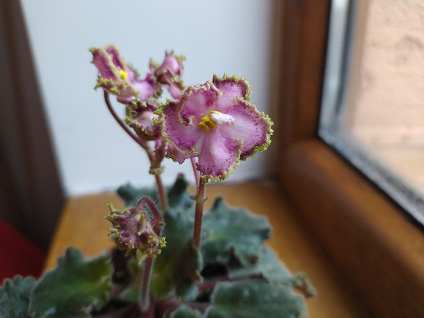 6 ianuarie 2022 - ZZZ_Raspberry Crisp standard devenita sport