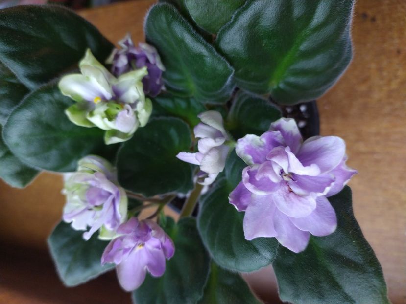 6 ianuarie 2022 - ZZZ_TV Dikaya Sliva sau Wild Plum