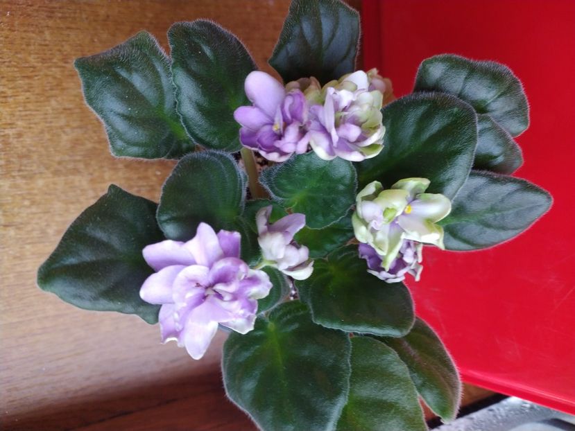 6 ianuarie 2022 - ZZZ_TV Dikaya Sliva sau Wild Plum