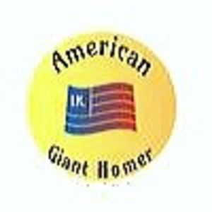 PERECHE NR. 16 - PORUMBEI AGH PERECHI 2026