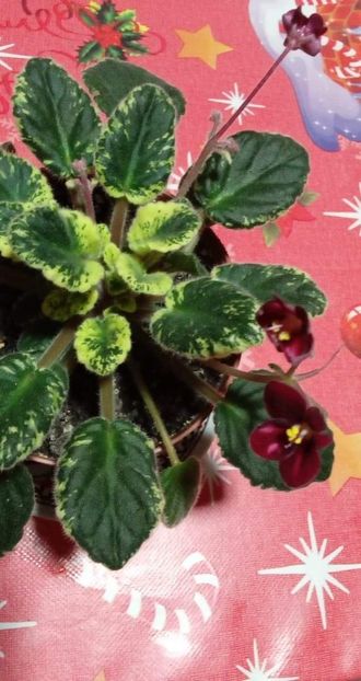 6 ianuarie 2022 - ZZZ______Mac s Scarlett O Hara