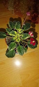 6 ianuarie 2022 - ZZZ______Mac s Scarlett O Hara