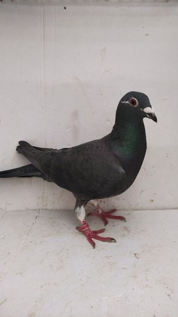 F 2020 vanduta - De vanzare voiajori 2