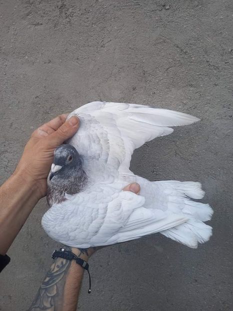  - Nu îmi aparțin 3