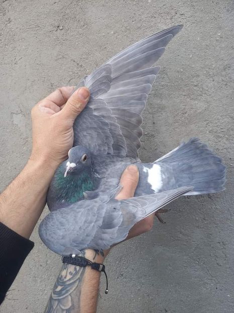  - Nu îmi aparțin 3