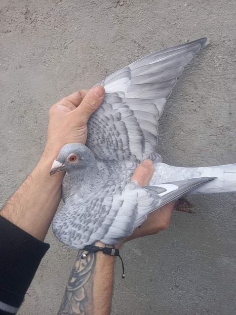  - Nu îmi aparțin 3