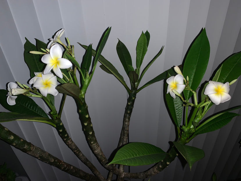  - Plante de interior 2022