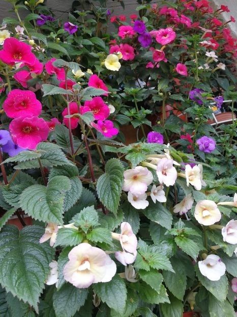  - 0 Rizomi achimenes Decembrie 2025