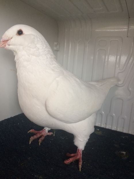 F2021 - Porumbei vanduti 2017-2025