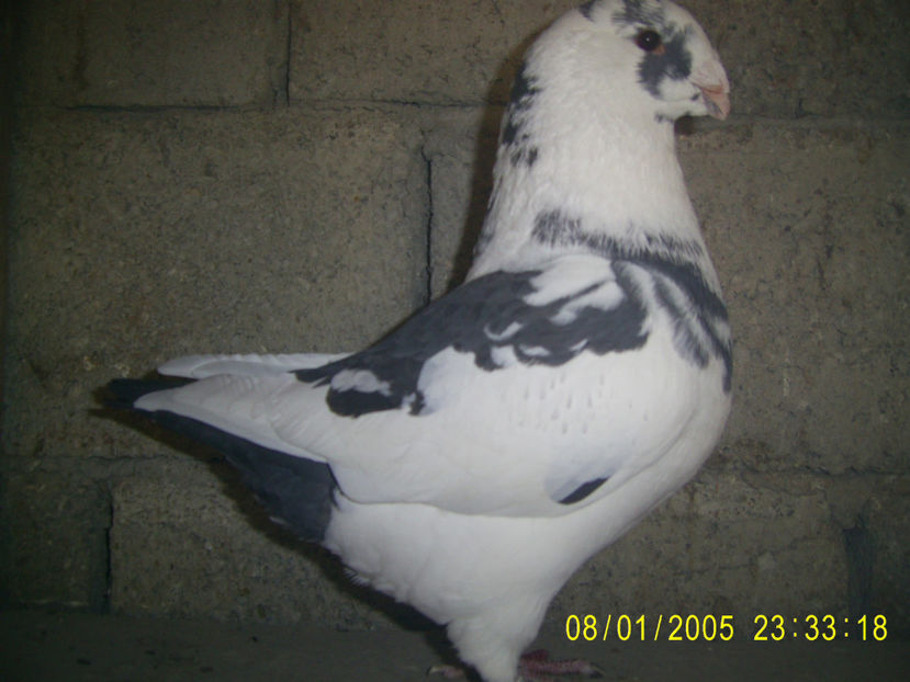 M - 2021 - americani baltati - perechi 2022