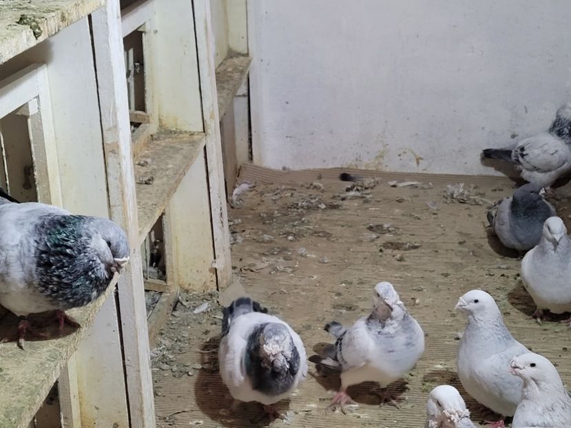  - 0 - 07 ian 2022 Standard