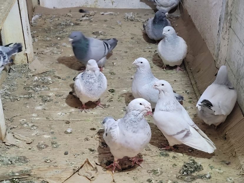  - 0 - 07 ian 2022 Standard