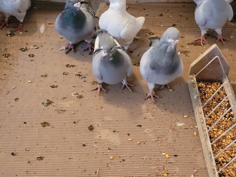  - 0 - 07 ian 2022 Standard